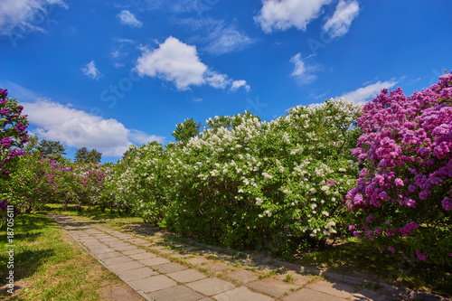 Park with blooming lilac trees © Ryzhkov Oleksandr