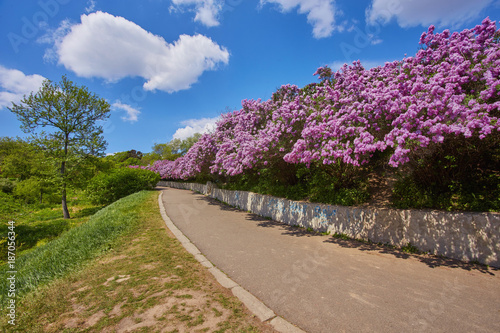 Park with blooming lilac trees