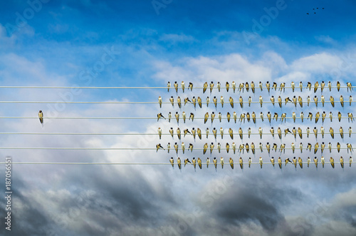 Individuality concept, birds on a wire alone against mass
