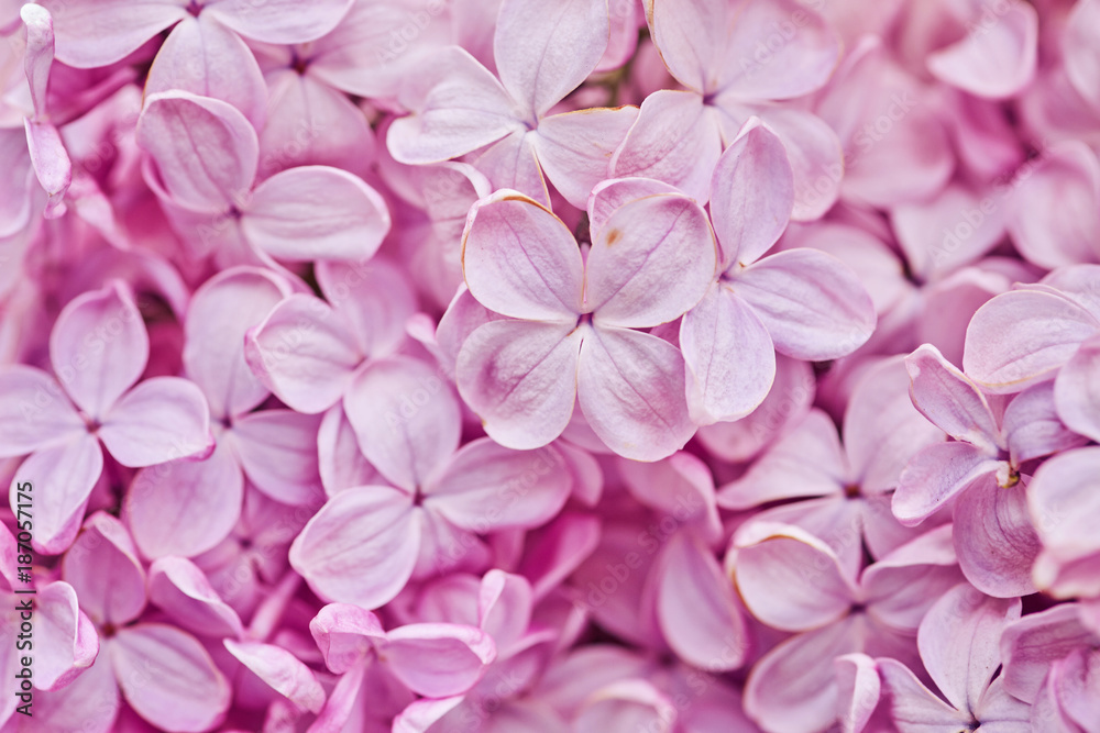 Fragrant lilac blossoms Syringa vulgaris . Shallow depth of field Fragrant lilac blossoms Syringa vulgaris . Shallow depth of field