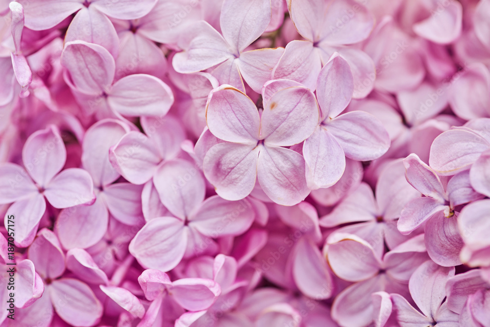 Fragrant lilac blossoms Syringa vulgaris . Shallow depth of field