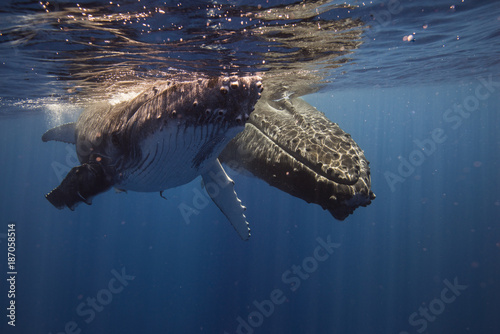 Fotografie, Obraz Humpback whales and Calf  underwater