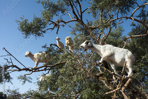 Ziegen und der Arganbaum photo