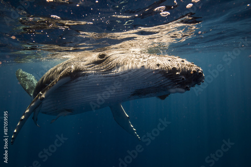 Canvas Print Humpback whales play in blue ocean underwater