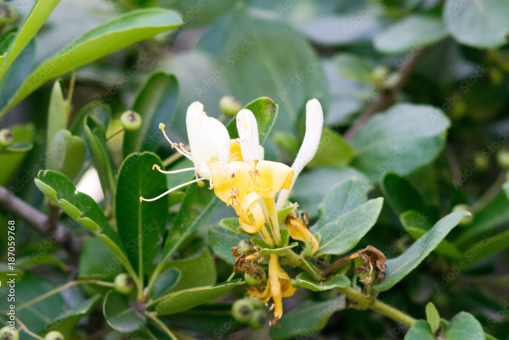 Fototapeta premium Flower of an Etruscan honeysuckle bush (Lonicera etrusca), an endemic of the Mediterranean region