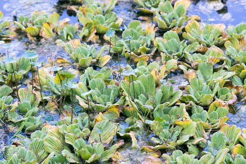 Aquactic plants in the coast of Parana River in Entre Rios, Argentina photo