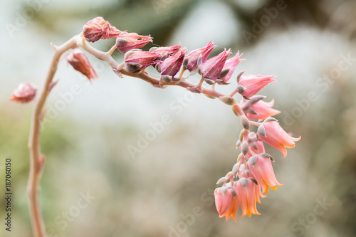 Blooming flowers of an echeveria lilacina. A plant in the family of Crassulaceae