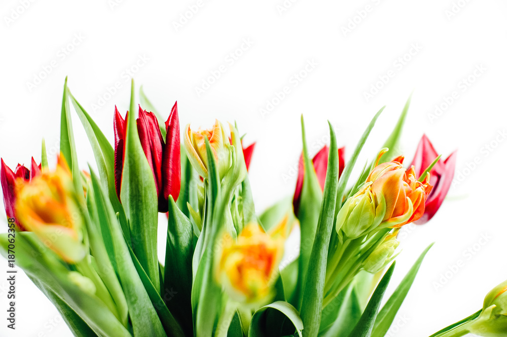 Close up of blossoms of a freshly cut red, yellow and orange tulip flower bouquet with green stems and leaves isolated on white background Close up of blossoms of a freshly cut red, yellow and orange tulip flower bouquet with green stems and leaves isolated on white background