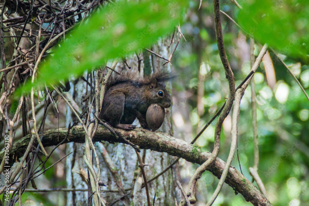 Squirrel in Cockscomb Basin Wildlife Sanctuary, Belize