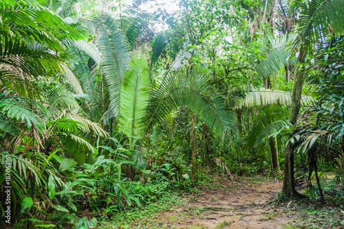 Fototapeta Naklejka Na Ścianę i Meble -  Hiking trail in Cockscomb Basin Wildlife Sanctuary, Belize.