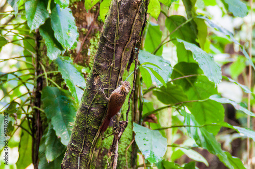 Ivory-billed woodcreeper (Xiphorhynchus flavigaster) in Cockscomb Basin Wildlife Sanctuary, Belize.