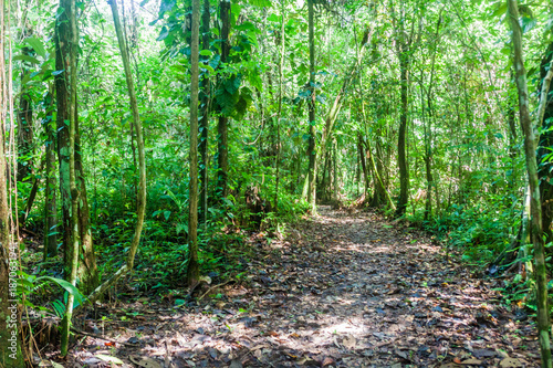 Hiking trail in Cockscomb Basin Wildlife Sanctuary  Belize.