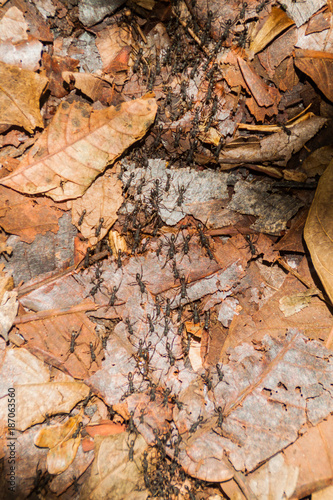 Ant trail in a forest covering Maderas volcano on Ometepe island, Nicaragua