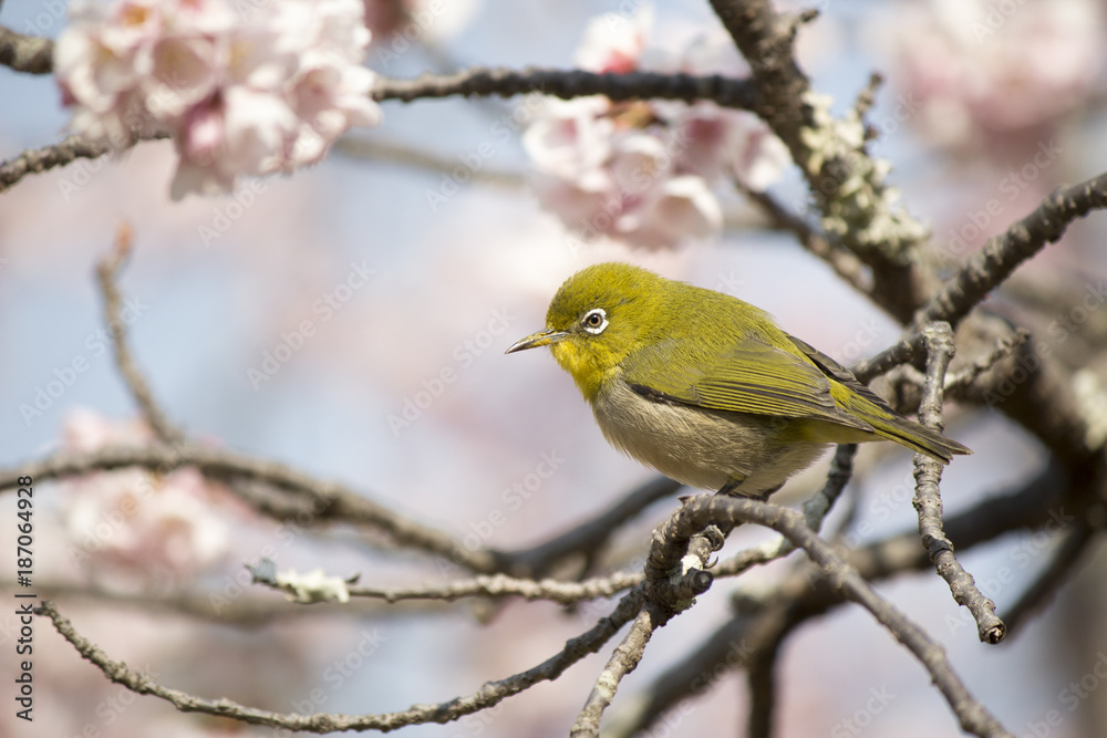 諫早公園の大寒桜とメジロ 諫早公園の大寒桜とメジロ
