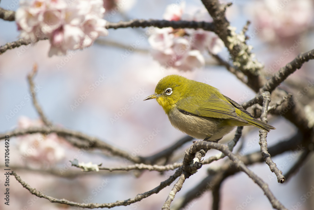 諫早公園の大寒桜とメジロ