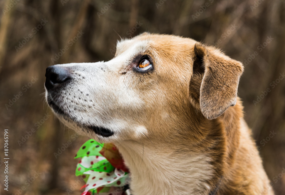 Labrador