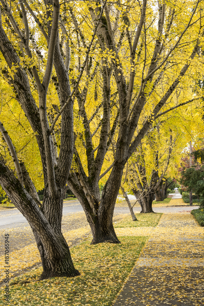 Autumn trees with sidewalk