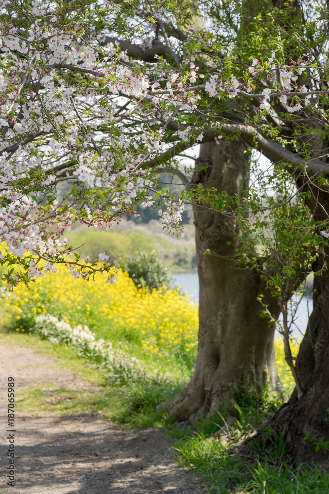 Fototapeta premium 満開の桜と菜の花