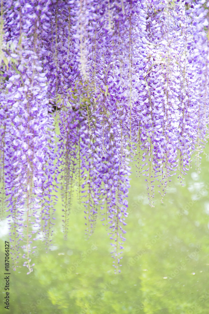 紫の藤の花 縦 Stock 写真 Adobe Stock