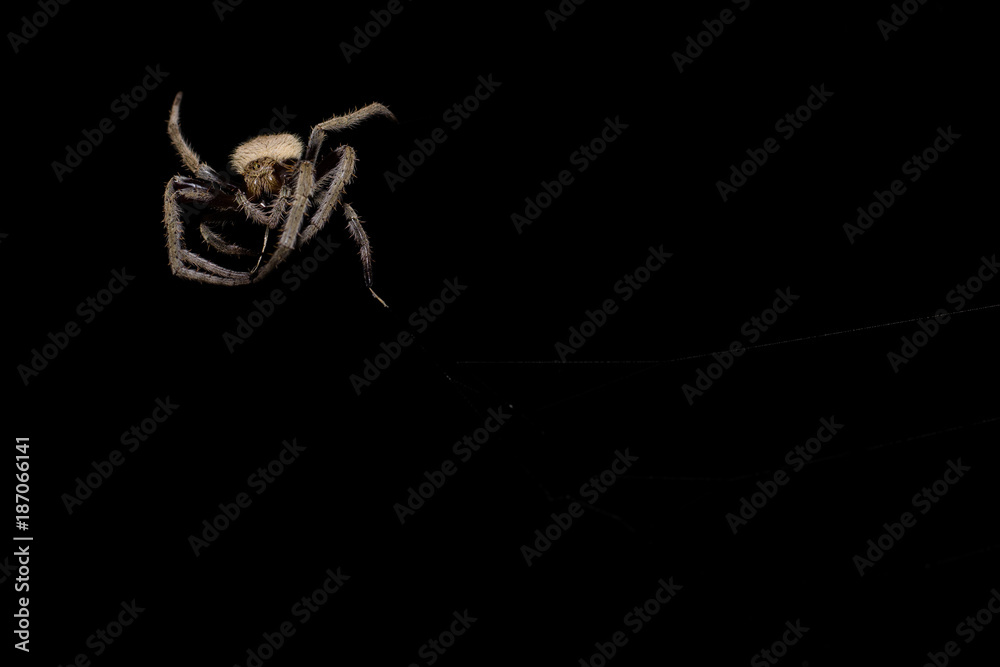 Fototapeta premium Dancing Garden Orb-Weaver