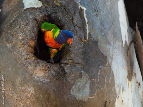 Rainbow Lorikeet, Australian Parrot
