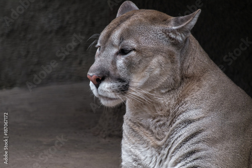 Portrait of a cougar. The young predator sits sideways against the background of a dark stone wall.