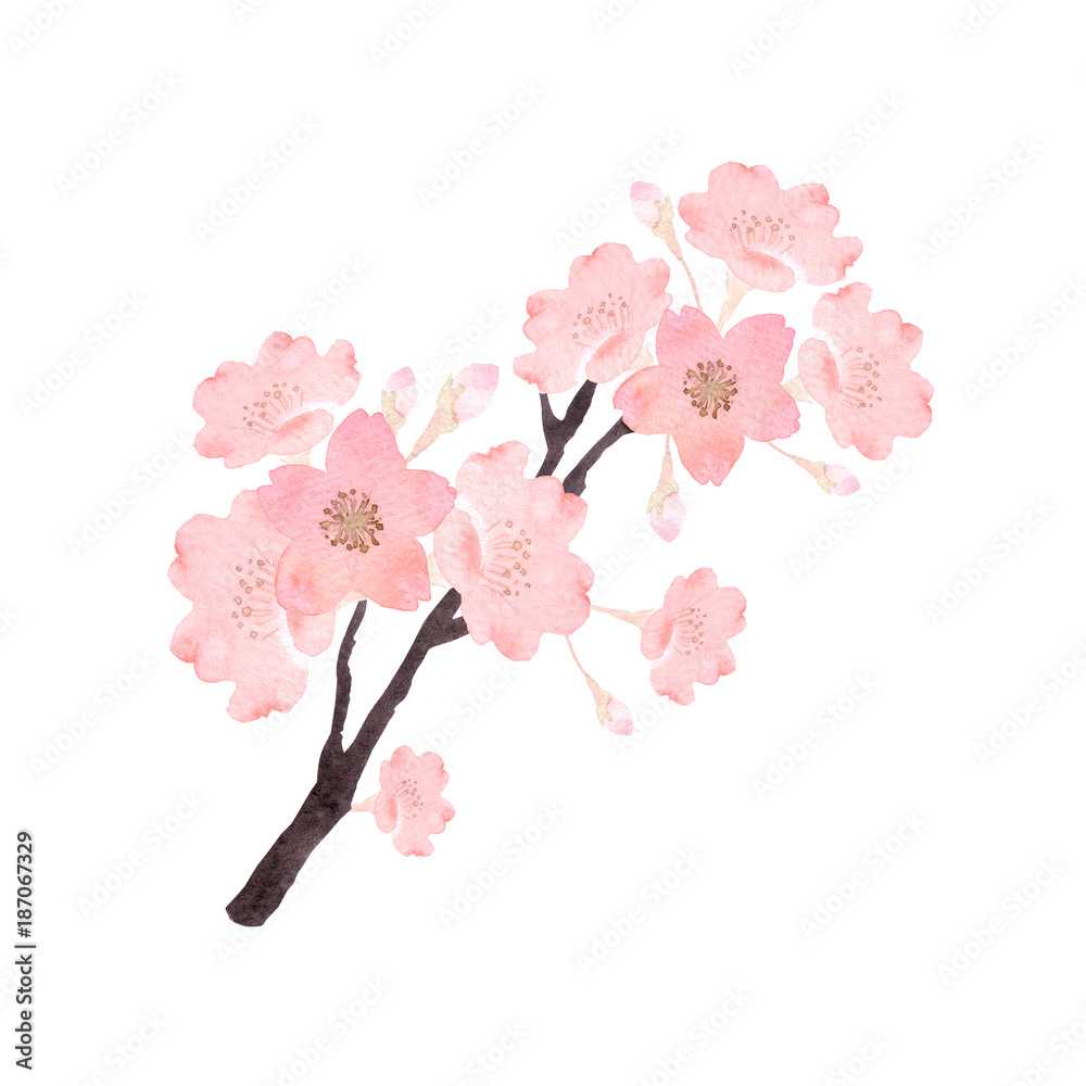 桜 幹 水彩 イラスト Stock イラスト Adobe Stock