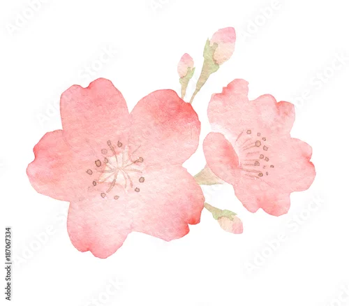 Naklejka na ścianę Kwiat wiśni