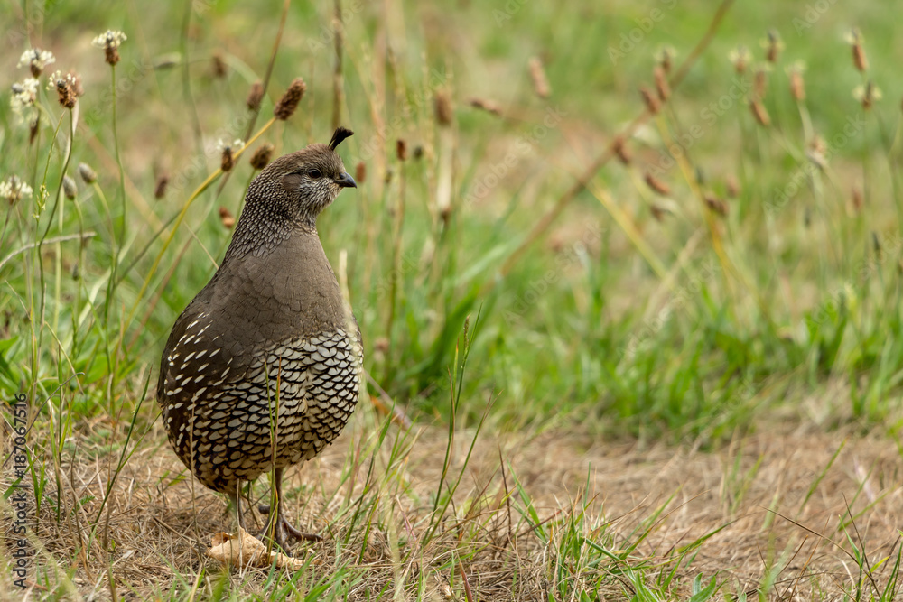 California Quail, Callipepla Californica, Female California Quail, Callipepla Californica, Female