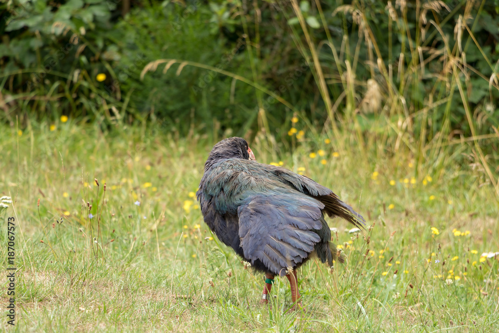 Naklejka premium New Zealand Endangered Takahe Preening Feathers 