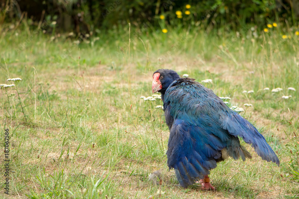 New Zealand Takahe Spreading Wings New Zealand Takahe Spreading Wings