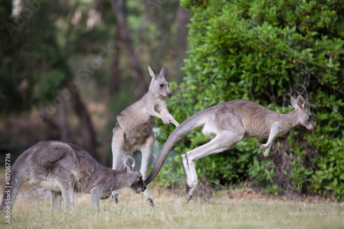 Kangaroos Playing Chasey © andrew