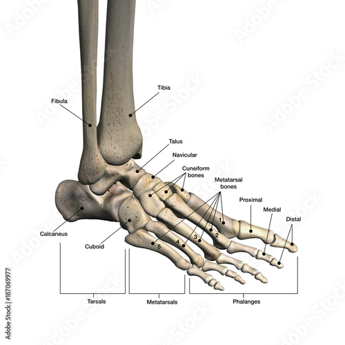 Bones of Foot Labeled