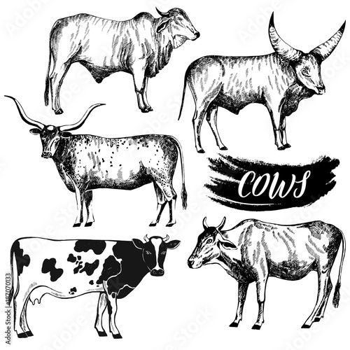 Set of hand drawn sketch style cattle. Vector illustration isolated on white background.