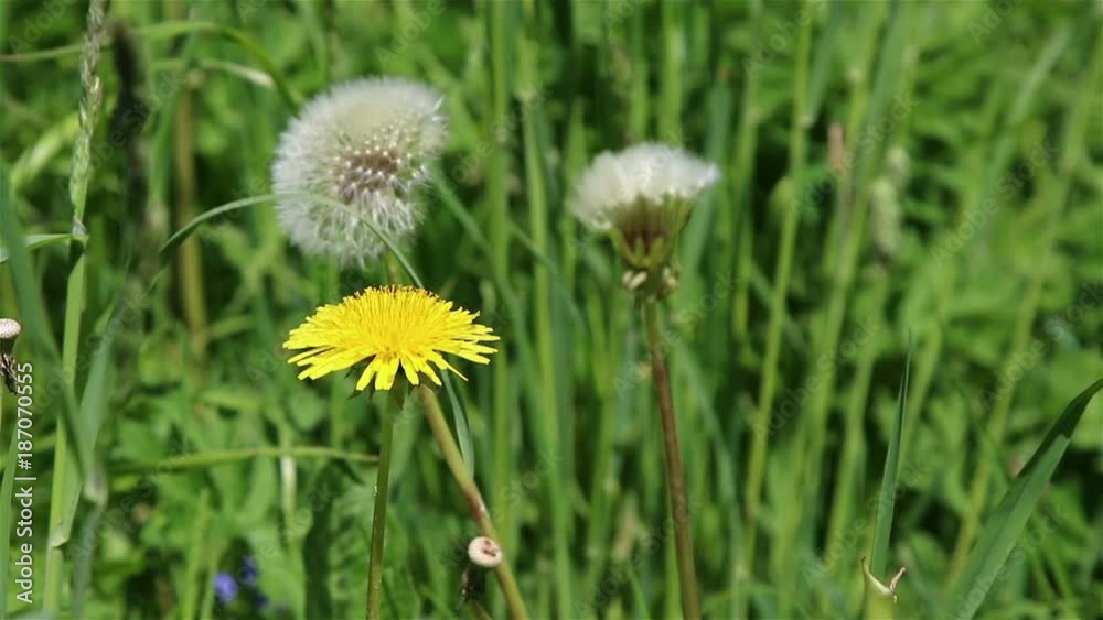 Blooming dandelions, summer field flowers, nature background.
Blooming dandelions, summer field flowers, nature background.