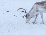 Reindeer in winter