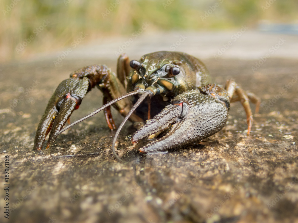 European crayfish with rugged claws European crayfish with rugged claws