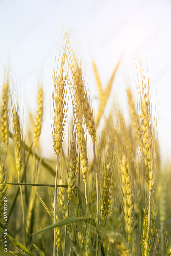 Close up image of  barley corns growing in a field