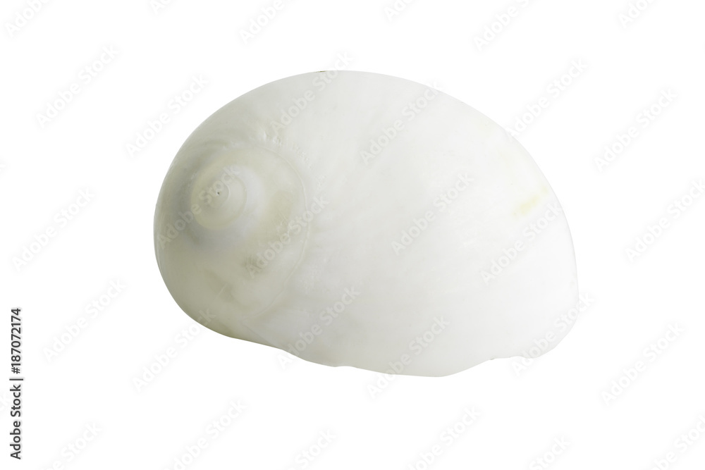 Fototapeta premium Close-up Marine sea shell isolated