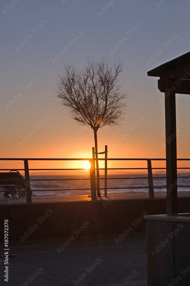 Tree fence and sun Tree fence and sun