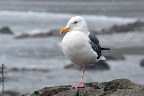Seagull One Leg 01