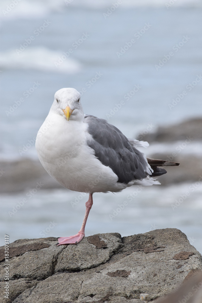 Seagull Looks 02