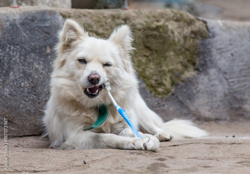 teeth cleaning dog with toothpaste 