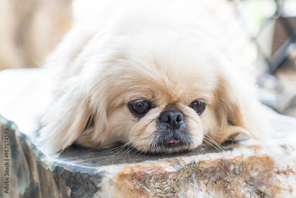cute doog on stone cute doog on stone