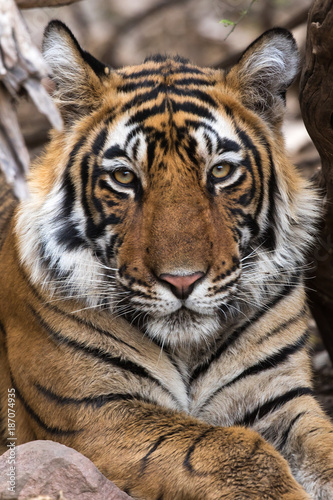 Portrait of Tiger, Ranthambore Tiger Reserve, Rajasthan, India