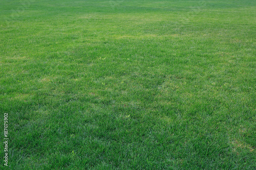 Green lawn background