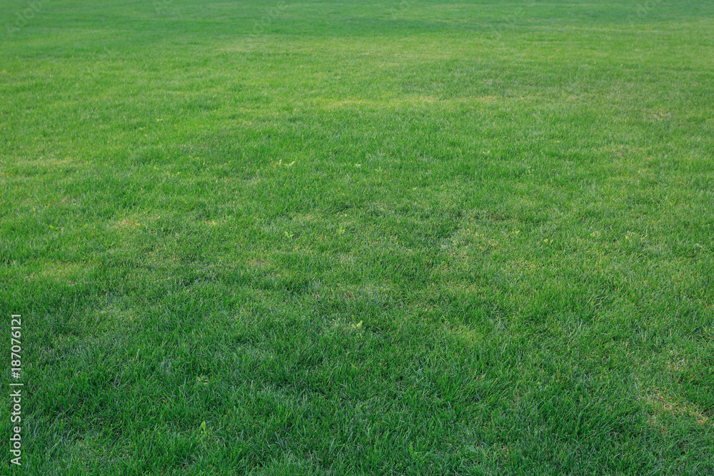 Green lawn background