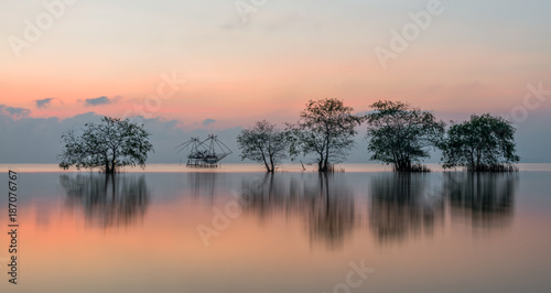 Trees in the lake with beautiful morning light at Pakpra.