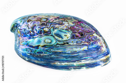 New Zealand Paua shell (Haliotis Iris) isolated on white background.
