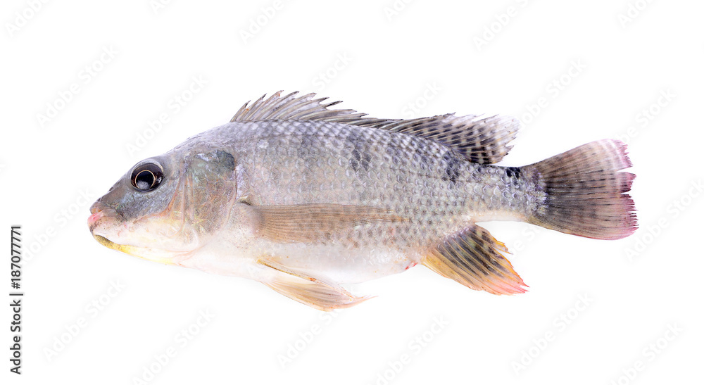 Nile tilapia fish isolated on white background Nile tilapia fish isolated on white background